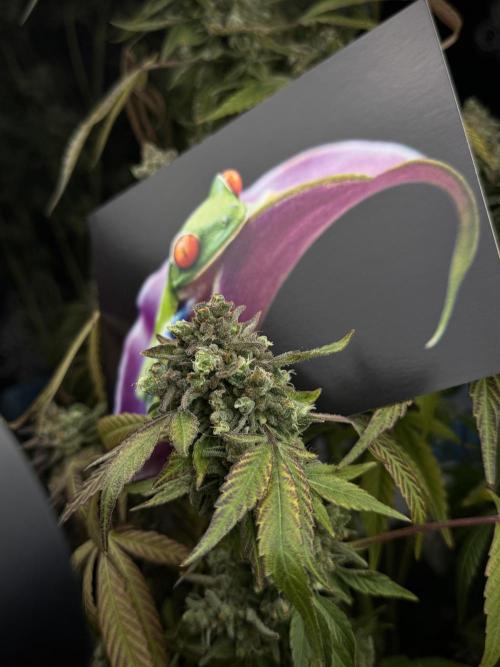 TicaL X Zamnesia-NectarDrip pack#268/750. Week 15 - behind the scenes 