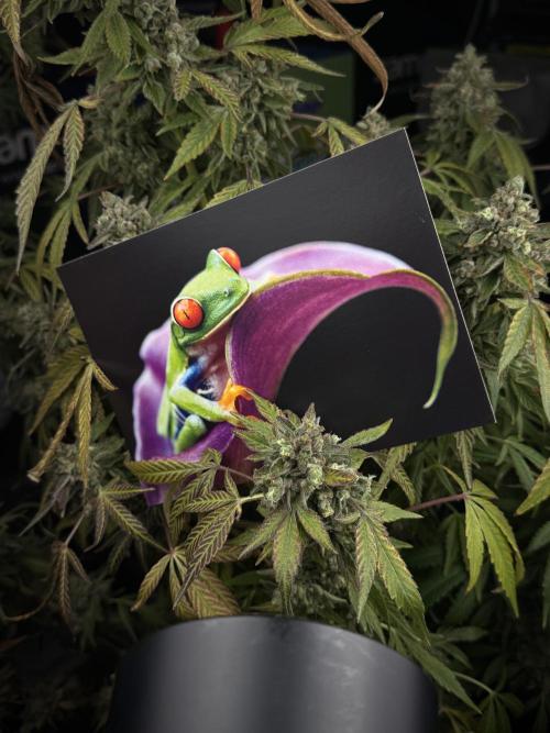 TicaL X Zamnesia-NectarDrip pack#268/750. Week 15 - behind the scenes 