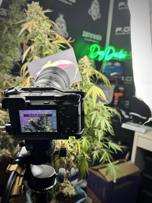 TicaL X Zamnesia-NectarDrip pack#268/750. Week 15 - behind the scenes 