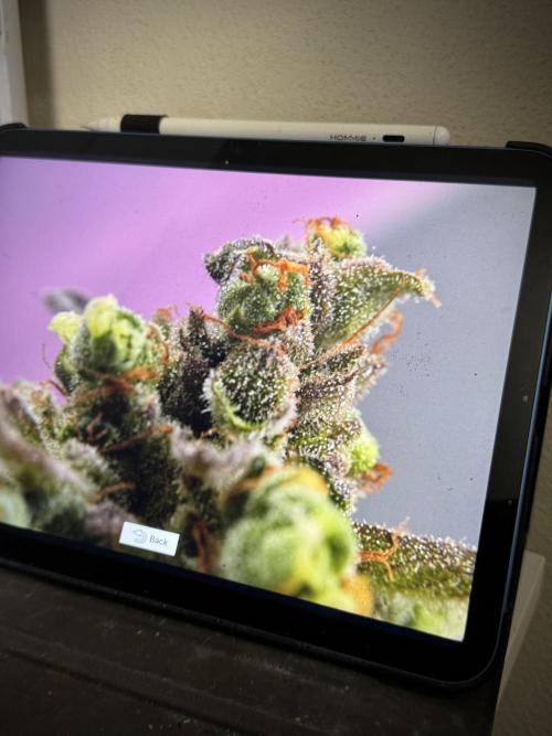 TicaL X Zamnesia-NectarDrip pack#268/750. Week 15 - behind the scenes 