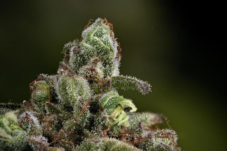 TicaL X Zamnesia-NectarDrip pack#268/750. Week 15 - 110 Photo merged and stacked