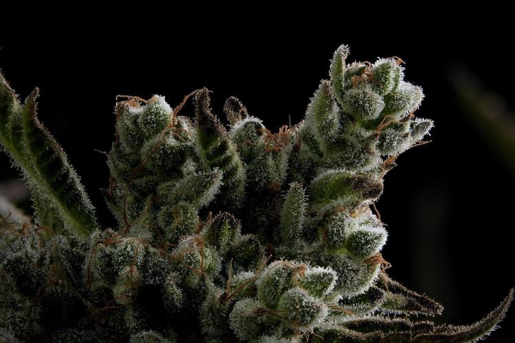 TicaL X Zamnesia-NectarDrip pack#268/750. Week 15 - 130 Photo merged and stacked
