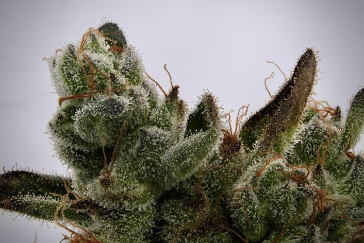 TicaL X Zamnesia-NectarDrip pack#268/750. Week 15 - 182 Photo merged and stacked
