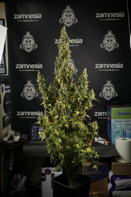 LSD Zamnesia Trippping. Week 14 - LSD the Frozen Plant 