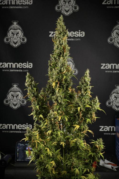 LSD Zamnesia Trippping. Week 14 - LSD the Frozen Plant 