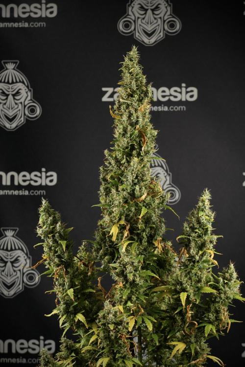 LSD Zamnesia Trippping. Week 14 - LSD the Frozen Plant 