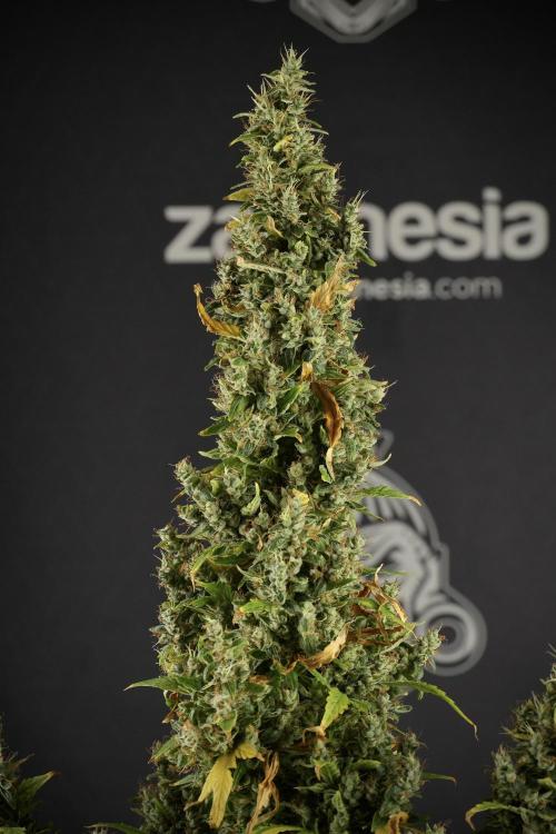 LSD Zamnesia Trippping. Week 14 - LSD the Frozen Plant 