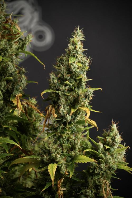 LSD Zamnesia Trippping. Week 14 - LSD the Frozen Plant 