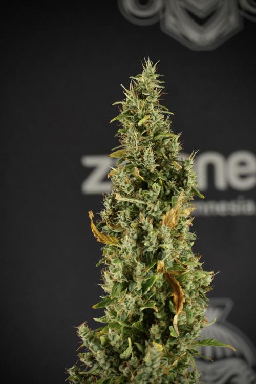 LSD Zamnesia Trippping. Week 14 - LSD the Frozen Plant 