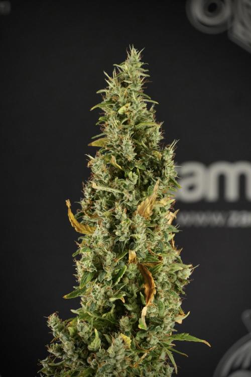 LSD Zamnesia Trippping. Week 14 - LSD the Frozen Plant 