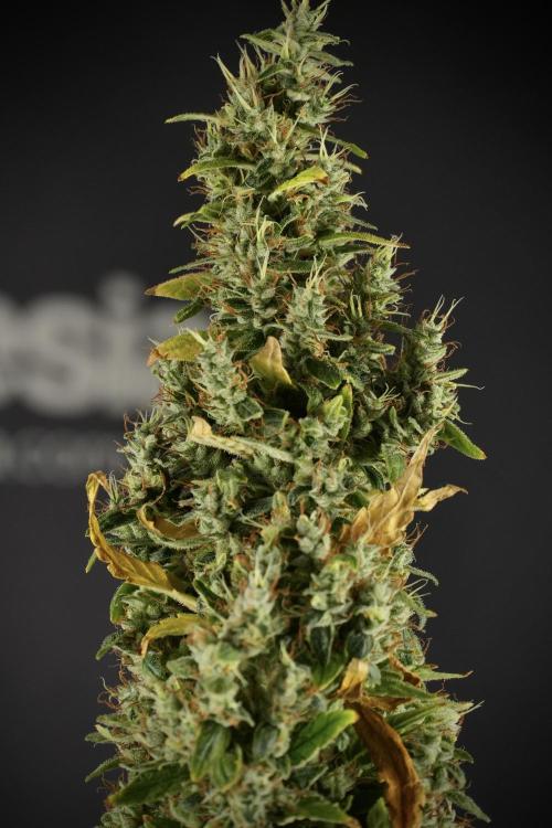 LSD Zamnesia Trippping. Week 14 - LSD the Frozen Plant 