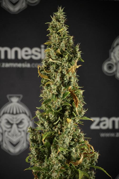 LSD Zamnesia Trippping. Week 14 - LSD the Frozen Plant 