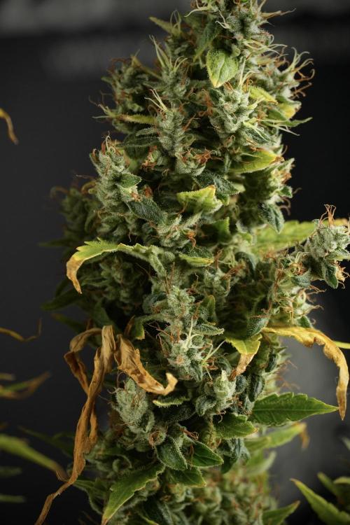 LSD Zamnesia Trippping. Week 14 - LSD the Frozen Plant 