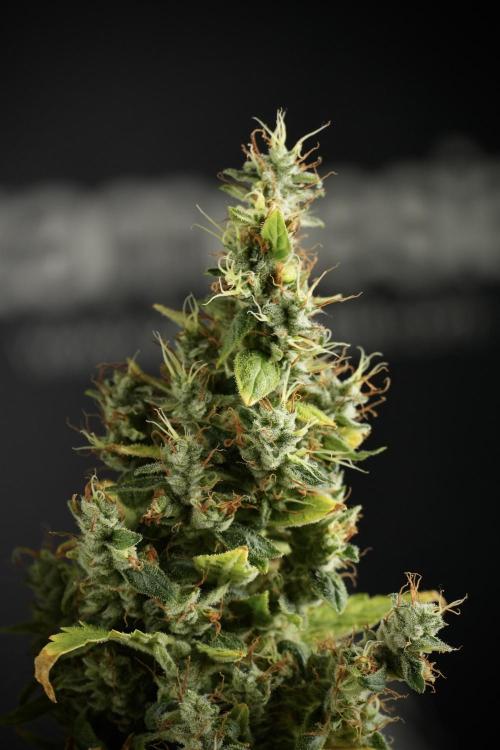 LSD Zamnesia Trippping. Week 14 - LSD the Frozen Plant 