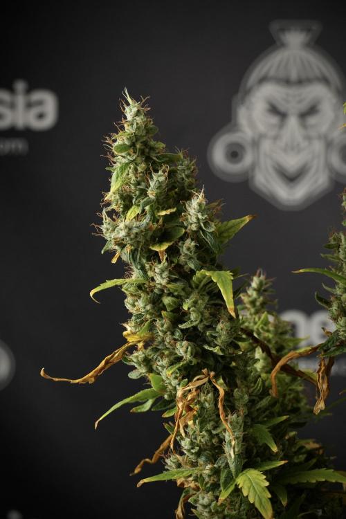 LSD Zamnesia Trippping. Week 14 - LSD the Frozen Plant 