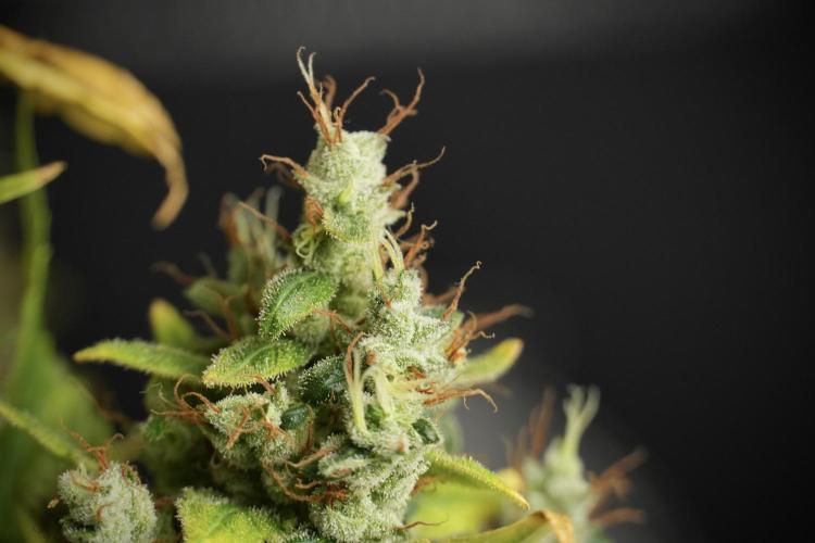 LSD Zamnesia Trippping. Week 14 - LSD the Frozen Plant 
