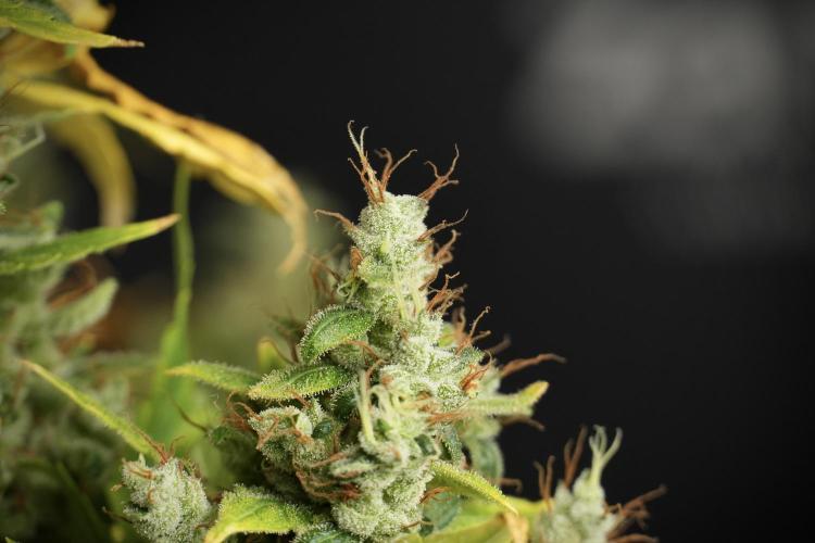 LSD Zamnesia Trippping. Week 14 - LSD the Frozen Plant 