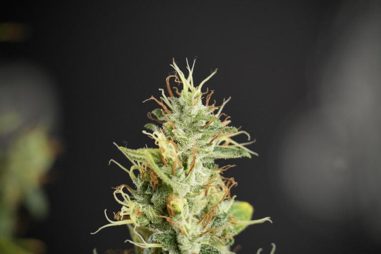 LSD Zamnesia Trippping. Week 14 - LSD the Frozen Plant 