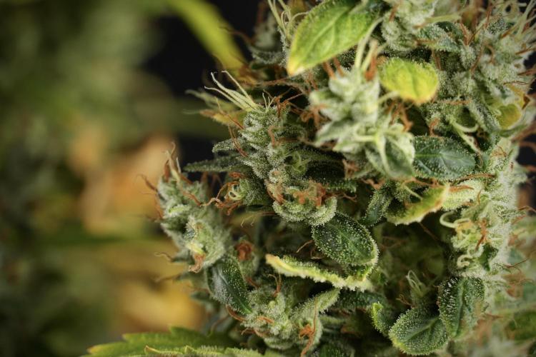 LSD Zamnesia Trippping. Week 14 - LSD the Frozen Plant 