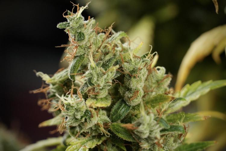 LSD Zamnesia Trippping. Week 14 - LSD the Frozen Plant 