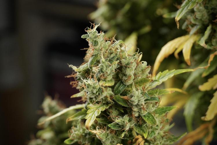 LSD Zamnesia Trippping. Week 14 - LSD the Frozen Plant 