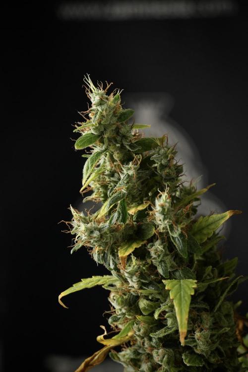 LSD Zamnesia Trippping. Week 14 - LSD the Frozen Plant 