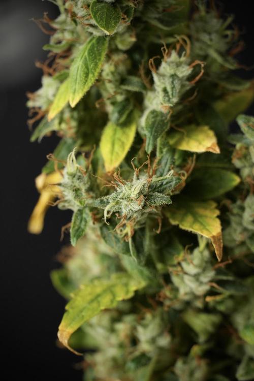 LSD Zamnesia Trippping. Week 14 - LSD the Frozen Plant 