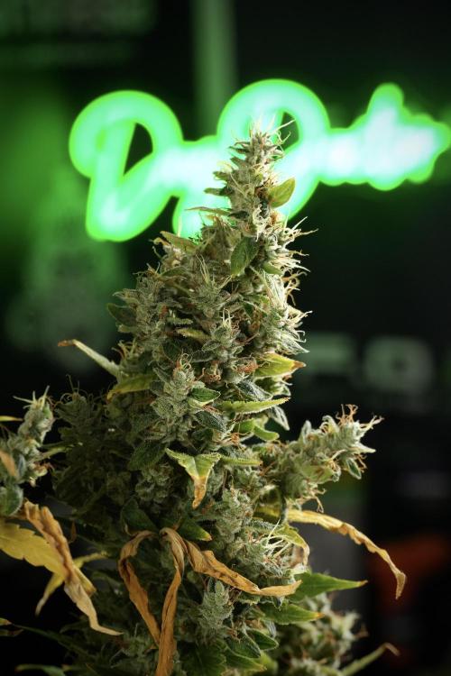LSD Zamnesia Trippping. Week 14 - LSD the Frozen Plant 