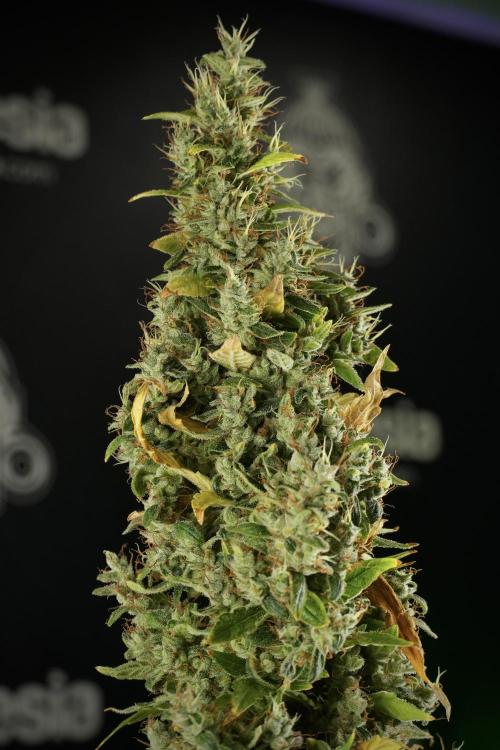 LSD Zamnesia Trippping. Week 14 - LSD the Frozen Plant 