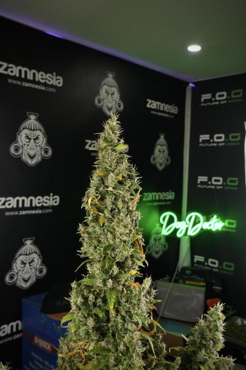 LSD Zamnesia Trippping. Week 14 - LSD the Frozen Plant 