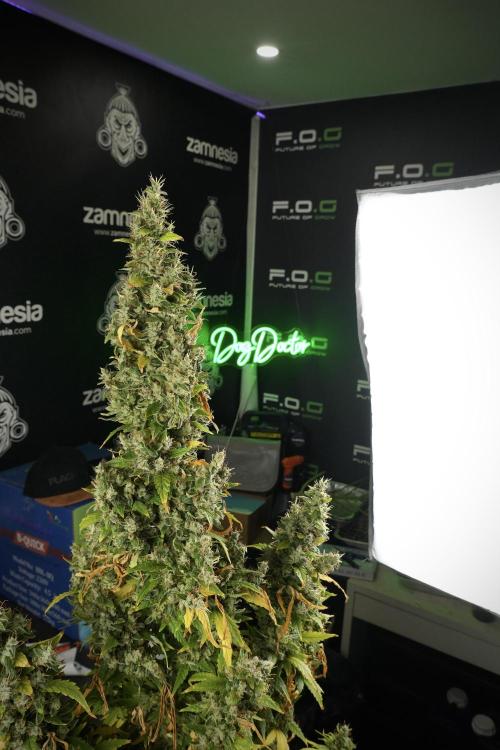 LSD Zamnesia Trippping. Week 14 - LSD the Frozen Plant 