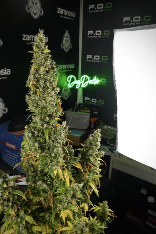 LSD Zamnesia Trippping. Week 14 - LSD the Frozen Plant 