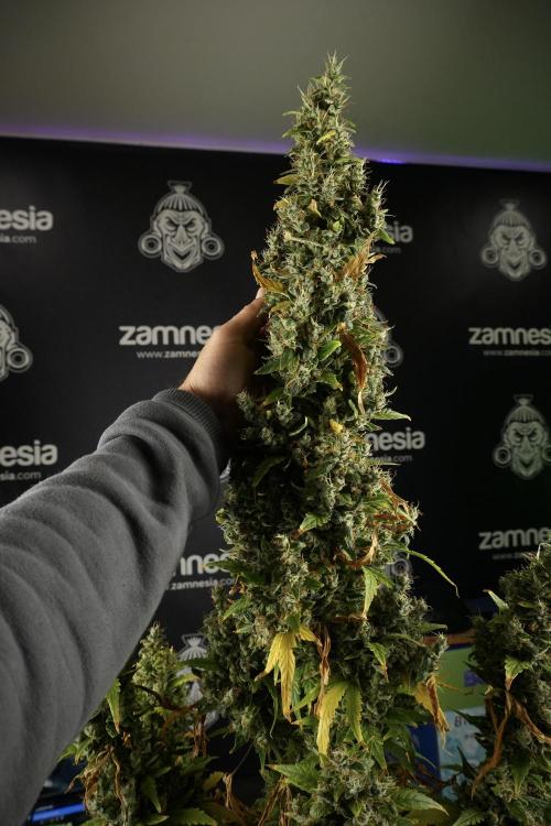 LSD Zamnesia Trippping. Week 14 - LSD the Frozen Plant 
