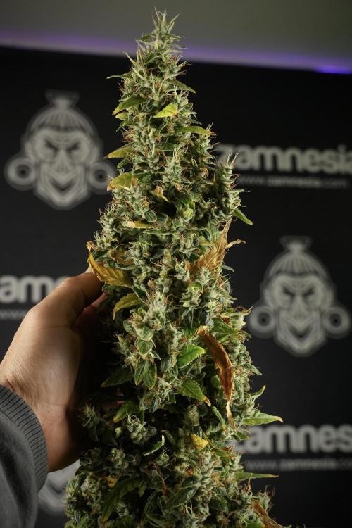 LSD Zamnesia Trippping. Week 14 - LSD the Frozen Plant 