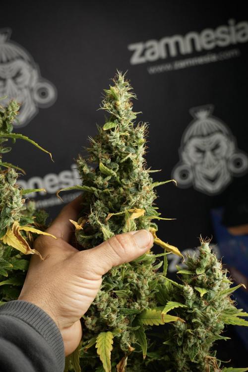 LSD Zamnesia Trippping. Week 14 - LSD the Frozen Plant 