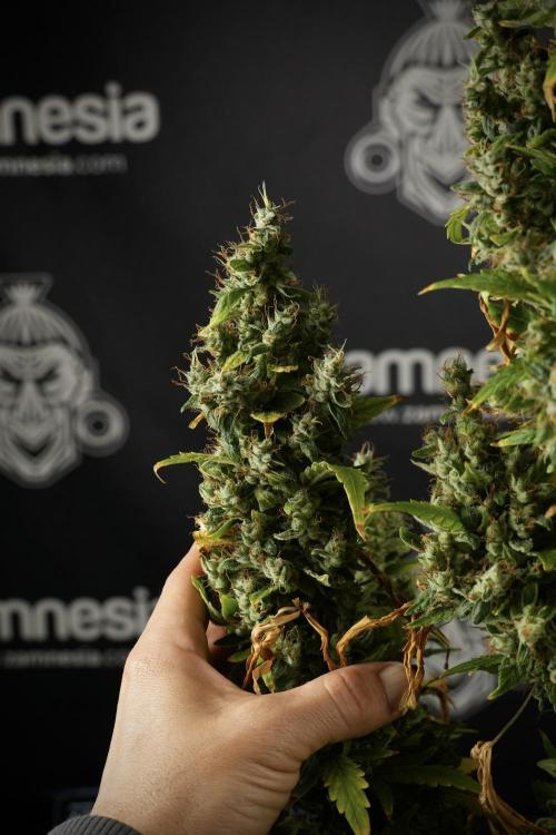 LSD Zamnesia Trippping. Week 14 - LSD the Frozen Plant 