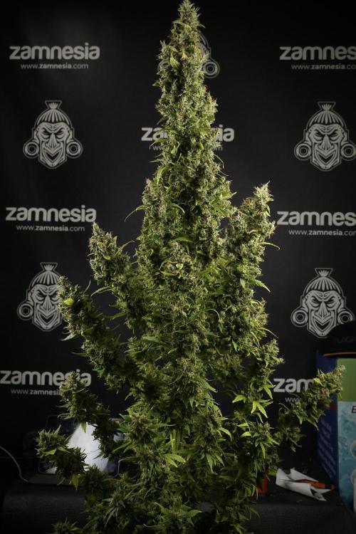 LSD Zamnesia Trippping. Week 14 - LSD the Frozen Plant 