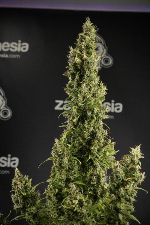 LSD Zamnesia Trippping. Week 14 - LSD the Frozen Plant 