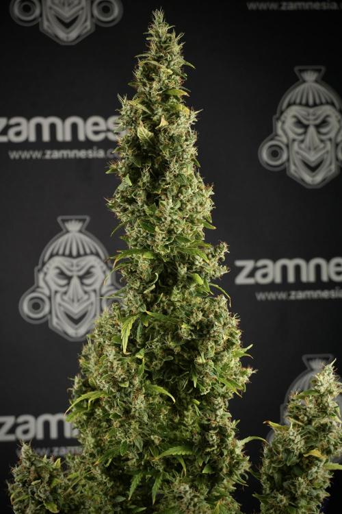 LSD Zamnesia Trippping. Week 14 - LSD the Frozen Plant 