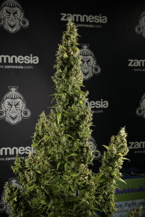LSD Zamnesia Trippping. Week 14 - LSD the Frozen Plant 