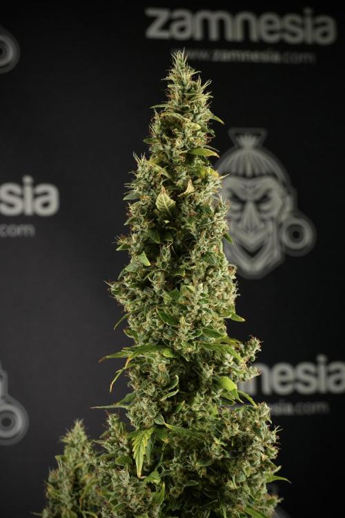 LSD Zamnesia Trippping. Week 14 - LSD the Frozen Plant 