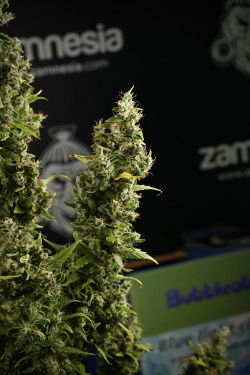 LSD Zamnesia Trippping. Week 14 - LSD the Frozen Plant 