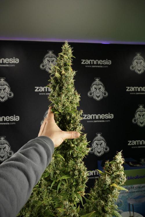 LSD Zamnesia Trippping. Week 14 - LSD the Frozen Plant 