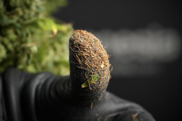 LSD Zamnesia Trippping. Week 14 - LSD the Frozen Plant 