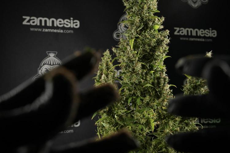 LSD Zamnesia Trippping. Week 14 - LSD the Frozen Plant 