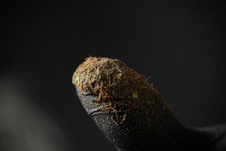 LSD Zamnesia Trippping. Week 14 - LSD the Frozen Plant 