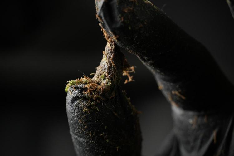 LSD Zamnesia Trippping. Week 14 - LSD the Frozen Plant 