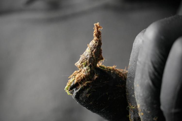 LSD Zamnesia Trippping. Week 14 - LSD the Frozen Plant 