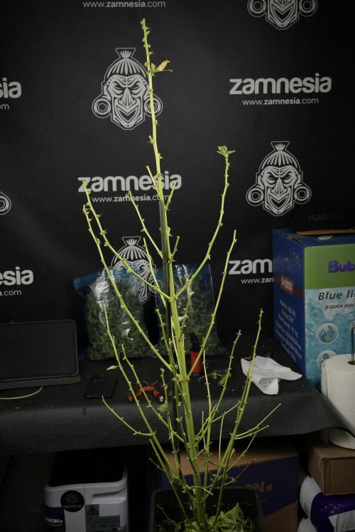 LSD Zamnesia Trippping. Week 14 - LSD the Frozen Plant 