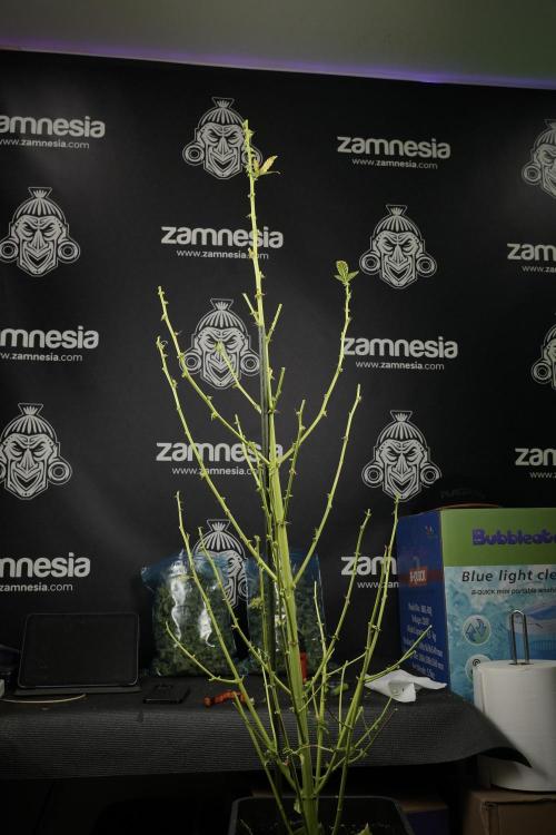 LSD Zamnesia Trippping. Week 14 - LSD the Frozen Plant 